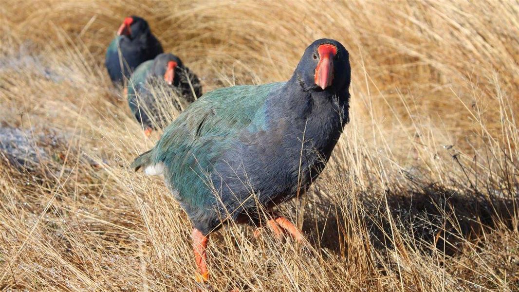 Takahē Recovery Programme